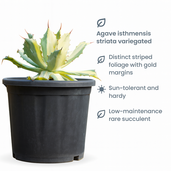 Agave isthmensis ‘Kabutogani Variegata’