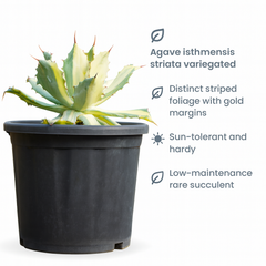 Agave isthmensis striata variegated m1