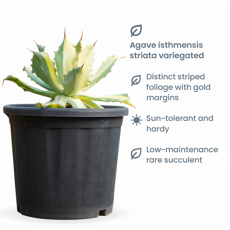 Agave isthmensis striata variegated m1