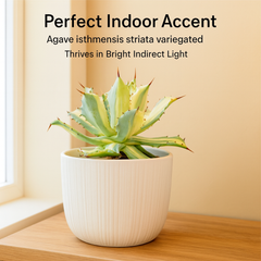 Agave isthmensis ‘Kabutogani Variegata’