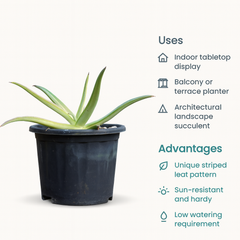 Agave nizandensis (Nizand)