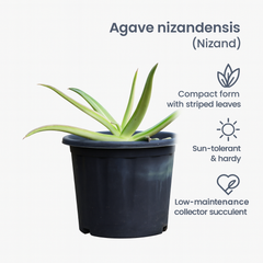 Agave nizandensis (Nizand)
