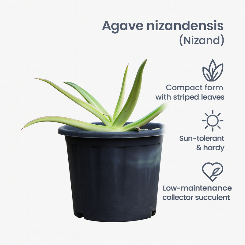 Agave nizandensis (Nizand)