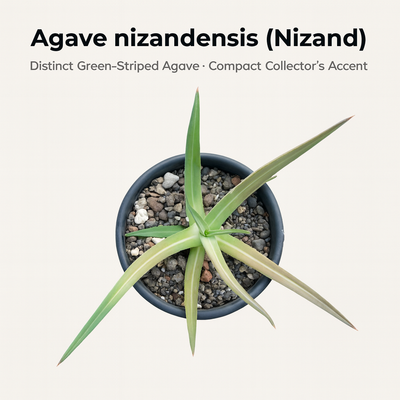 Agave nizandensis (Nizand)