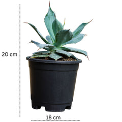 Agave Potatorum Cameron Blue
