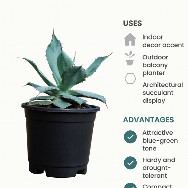 Agave Potatorum Cameron Blue