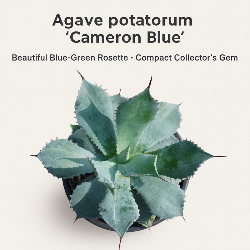 Agave Potatorum Cameron Blue