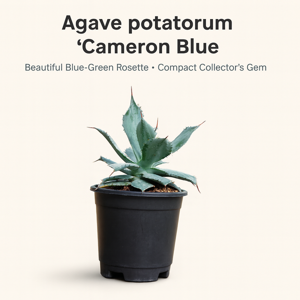 Agave Potatorum Cameron Blue