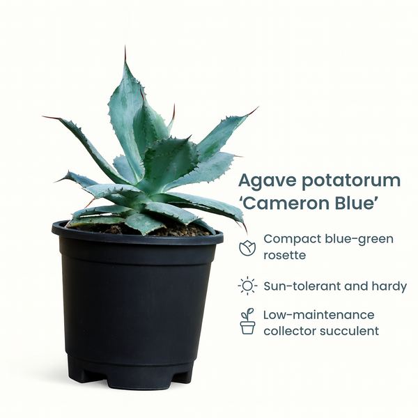 Agave Potatorum Cameron Blue