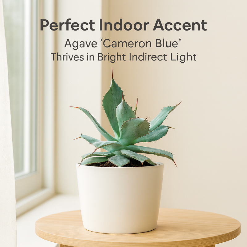 Agave Potatorum Cameron Blue