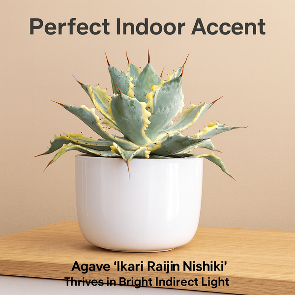 Agave potatorum ‘ikari raijin nishiki’ (Agave verschaffeltii)