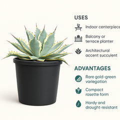 Agave potatorum ‘ikari raijin nishiki’ (Agave verschaffeltii)