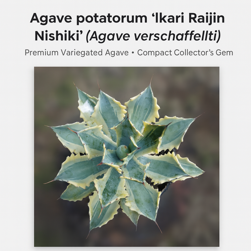 Agave potatorum ‘ikari raijin nishiki’ (Agave verschaffeltii)