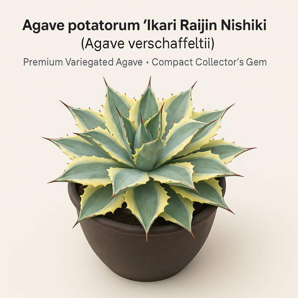 Agave potatorum ‘ikari raijin nishiki’ (Agave verschaffeltii)