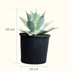 Agave potatorum ‘ikari raijin nishiki’ (Agave verschaffeltii)