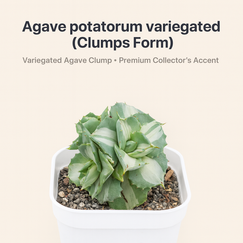Agave potatorum variegated (Clumps Form)