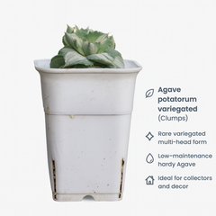 Agave potatorum variegated (Clumps Form)