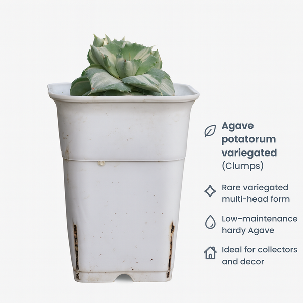 Agave potatorum variegated (Clumps Form)