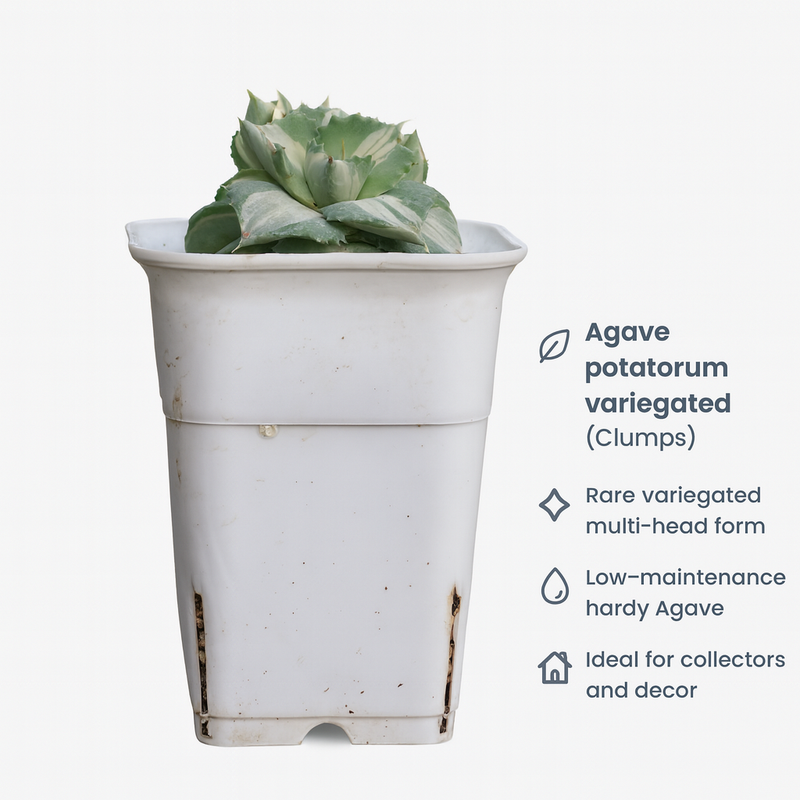 Agave potatorum variegated (Clumps Form)