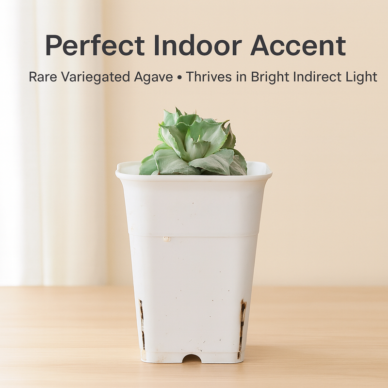 Agave potatorum variegated (Clumps Form)