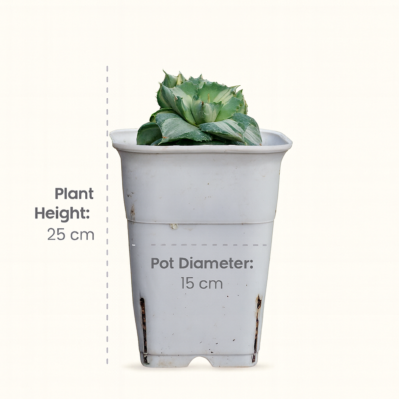 Agave potatorum variegated (Clumps Form)