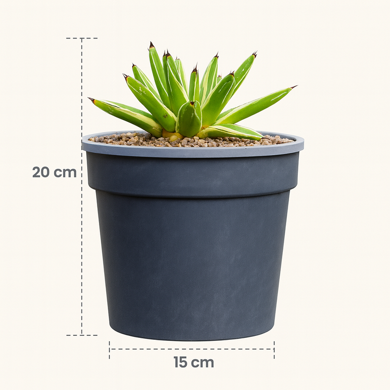 Agave victoriae-reginae 'Golden Princess'