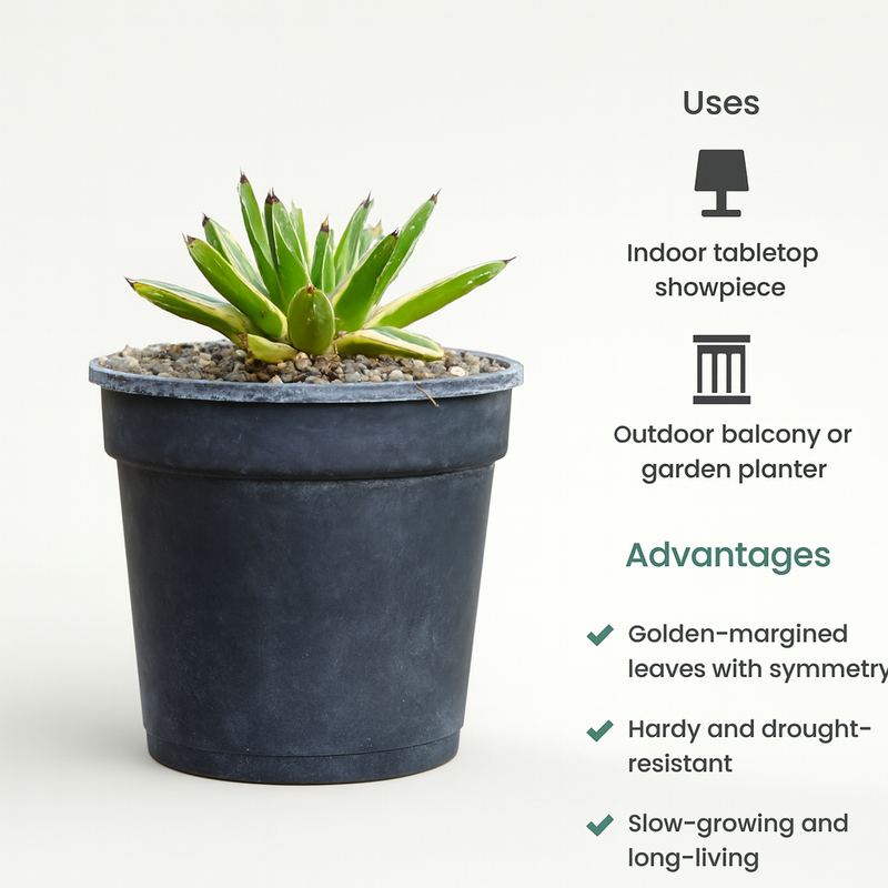 Agave victoriae-reginae 'Golden Princess'