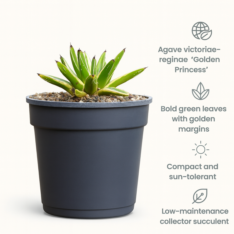 Agave victoriae-reginae 'Golden Princess'