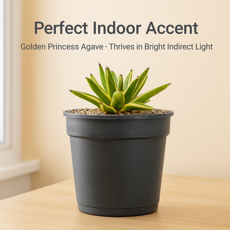 Agave victoriae-reginae 'Golden Princess'