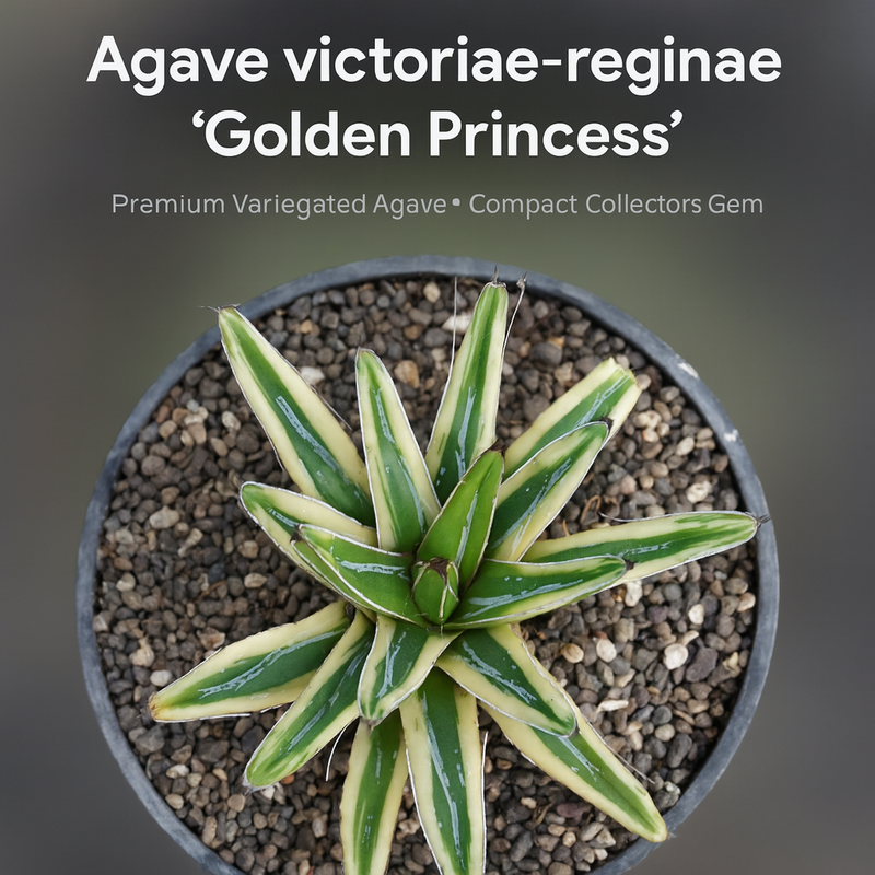 Agave victoriae-reginae 'Golden Princess'