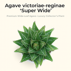 Agave victoriae reginae super wide