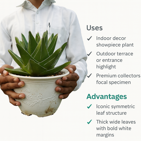 Agave victoriae reginae super wide