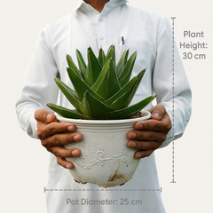 Agave victoriae reginae super wide