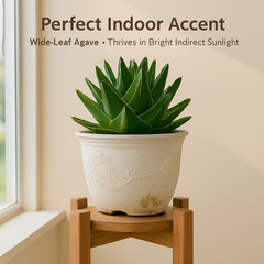 Agave victoriae reginae super wide