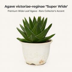 Agave victoriae reginae super wide