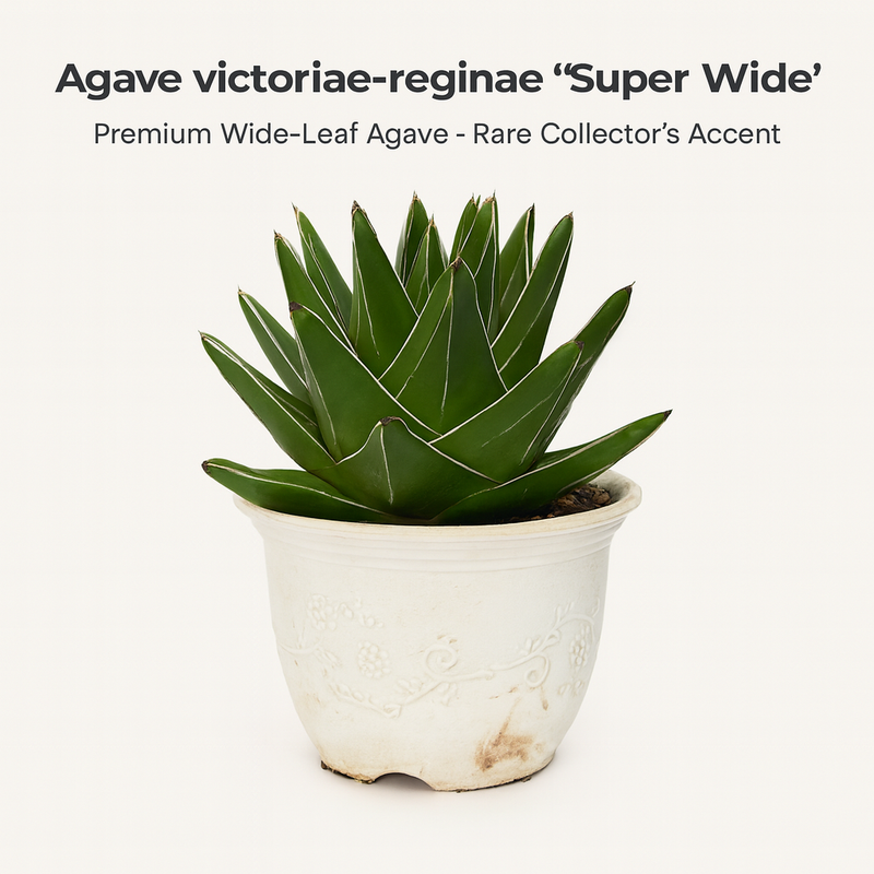 Agave victoriae reginae super wide