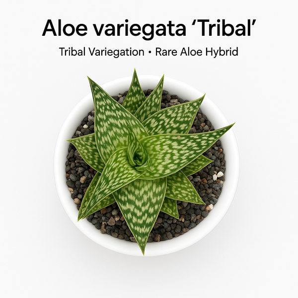 Aloe variegata ‘Tribal’