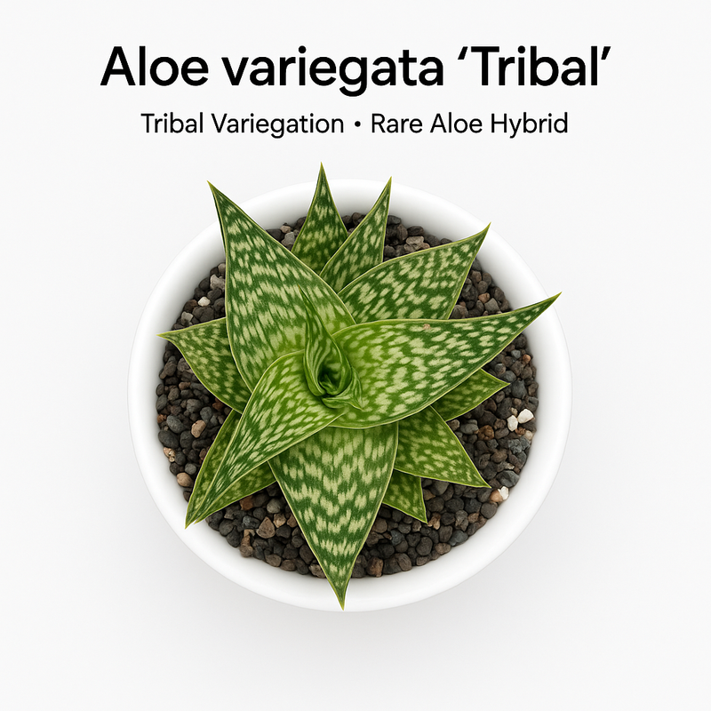 Aloe variegata ‘Tribal’