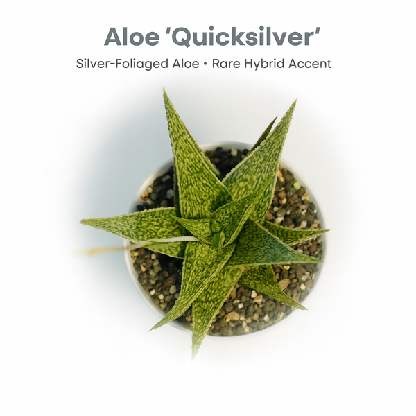 Aloe ‘Quicksilver’
