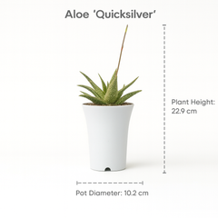 Aloe ‘Quicksilver’
