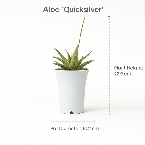 Aloe ‘Quicksilver’