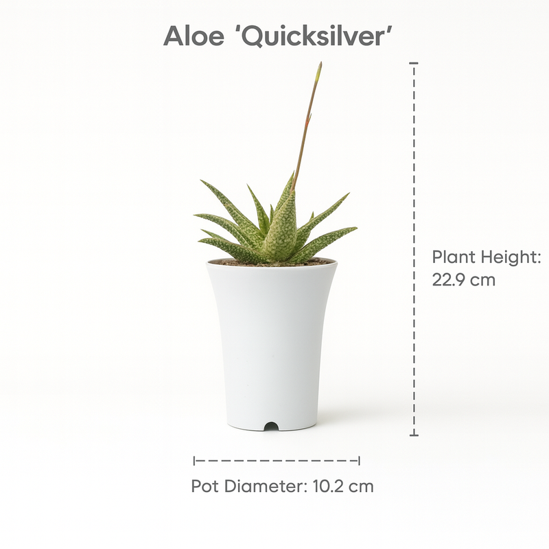 Aloe ‘Quicksilver’