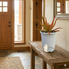 Aloe cameronii (Red Aloe)