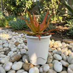 Aloe cameronii (Red Aloe)