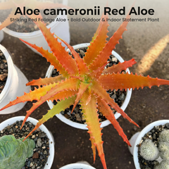 Aloe cameronii (Red Aloe)