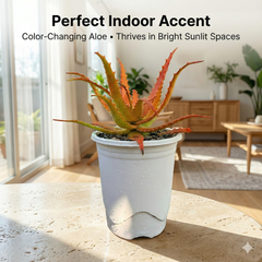 Aloe cameronii (Red Aloe)