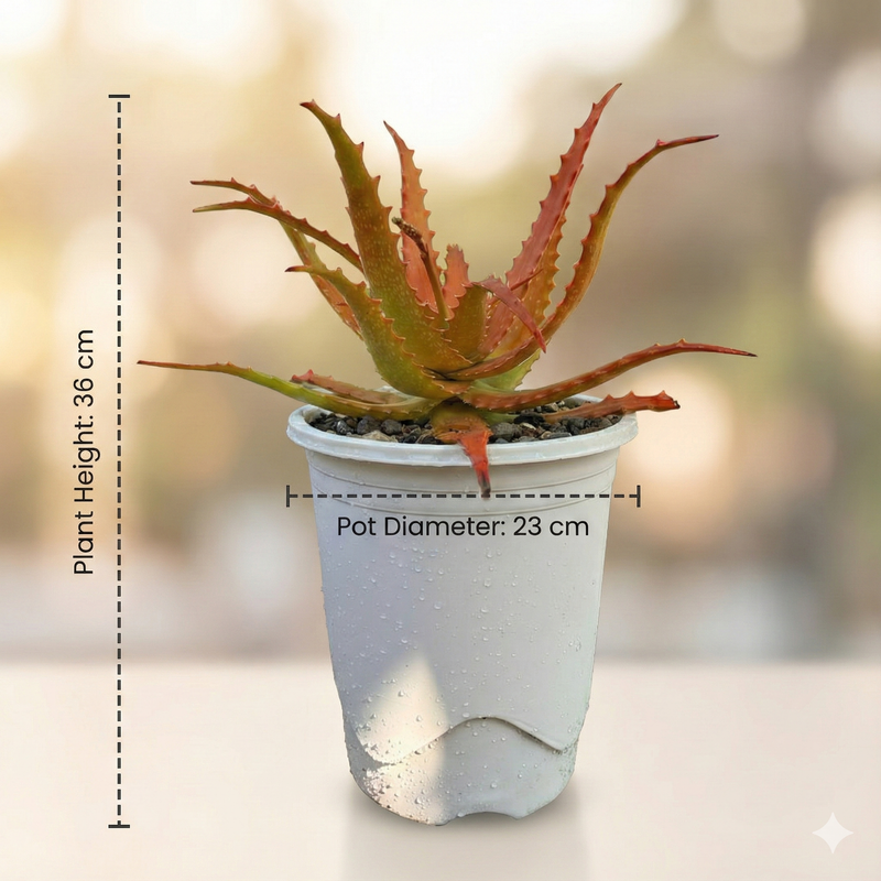 Aloe cameronii (Red Aloe)