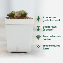 Ariocarpus godzilla coral