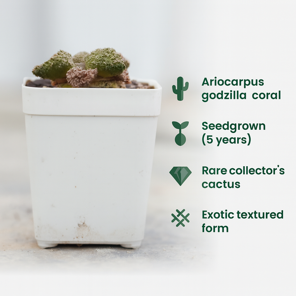 Ariocarpus godzilla coral