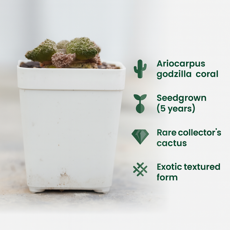 Ariocarpus godzilla coral